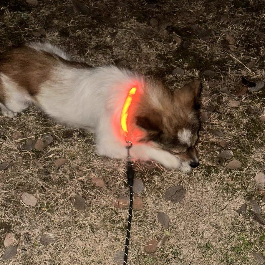 Collars & Harnesses