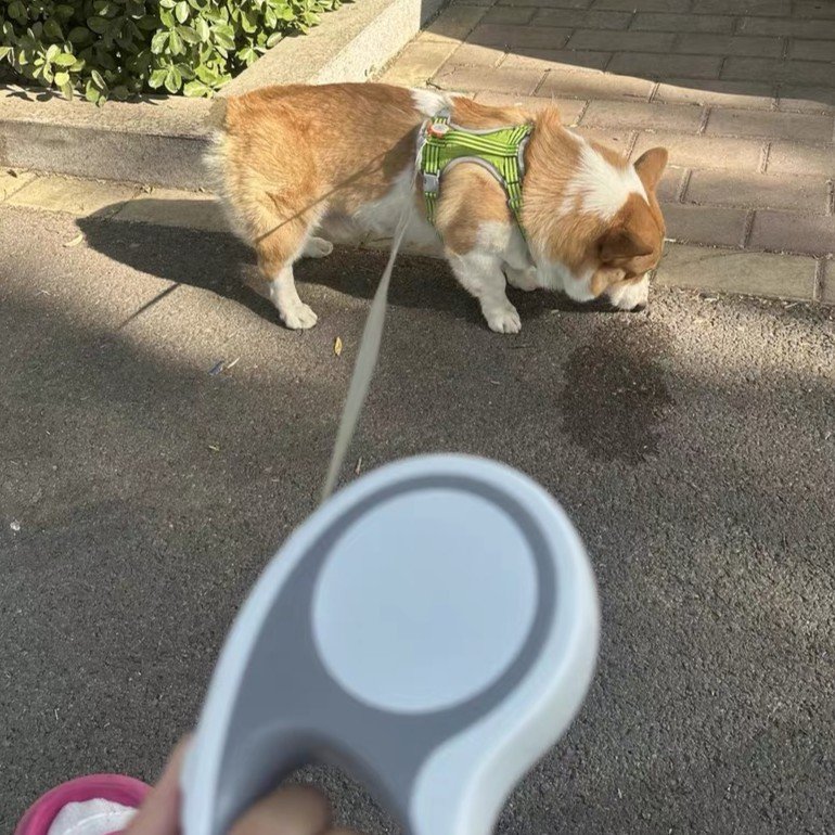 Leashes & Leads